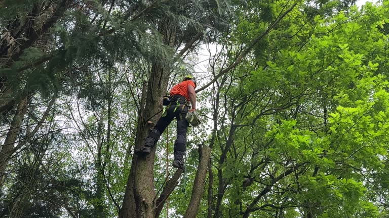 Professional  Tree Services in Calistoga, CA